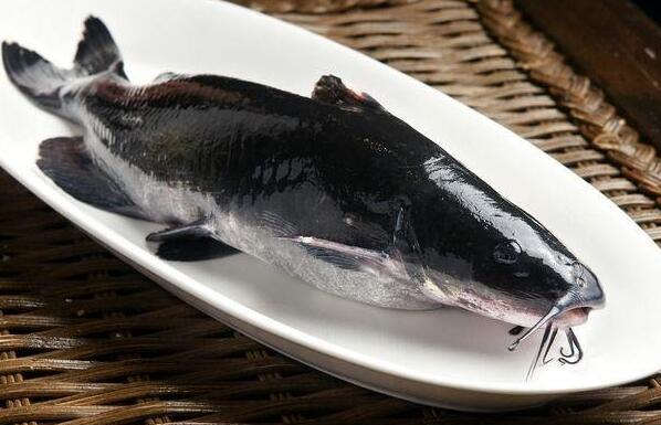 江团鱼多少钱一斤