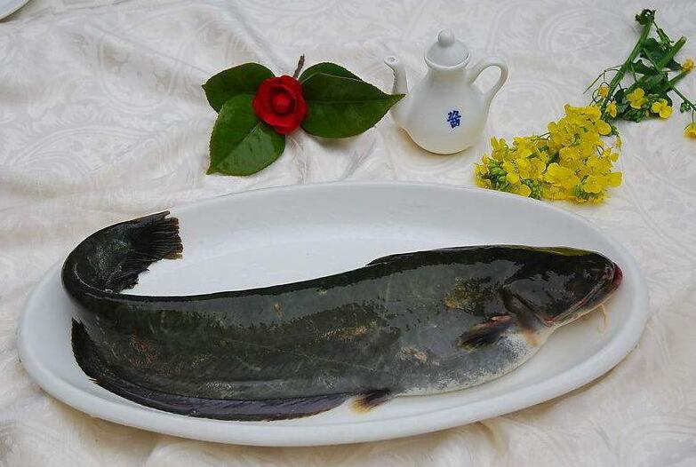 鲶鱼多少钱一斤