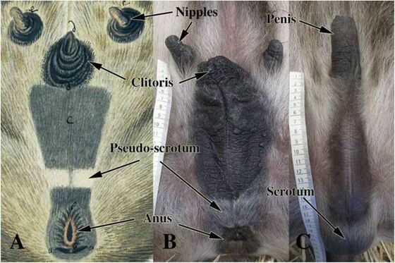鬣狗分娩方式图片