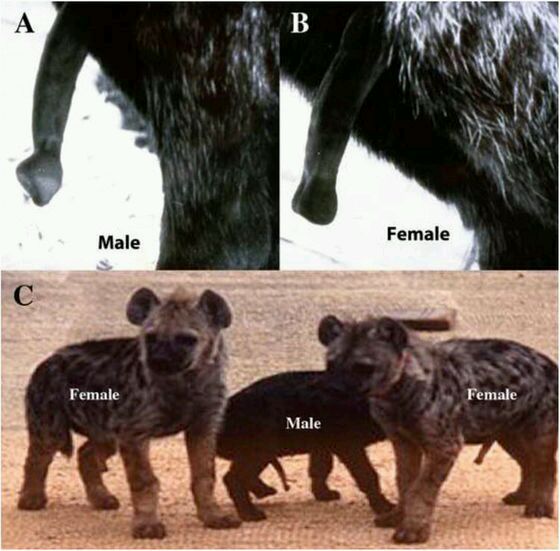 鬣狗雌性分解图图片